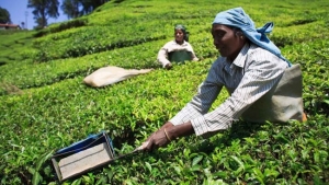 رشد ۱۵۰ درصدی صادرات چای هند به ایران