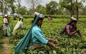 افزایش ۷۴ درصدی صادرات چای هند به ایران